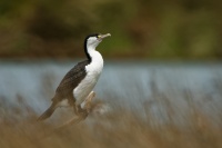 Kormoran pestry - Phalacrocorax varius - Pied Shag - karuhiruhi 4370
